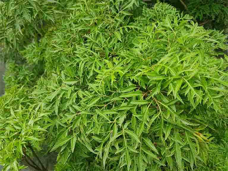Cây đinh lăng là thảo dược phổ biến ở Việt Nam