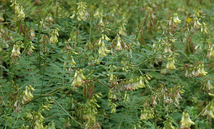 Đặc điểm nhận biết Astragalus membranaceus