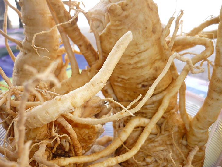 Cải thiện tình trạng xuất tinh sớm với rễ đinh lăng