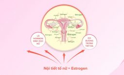 Nội tiết tố estrogen là hormone sinh dục nữ được tiết ra từ buồng trứng