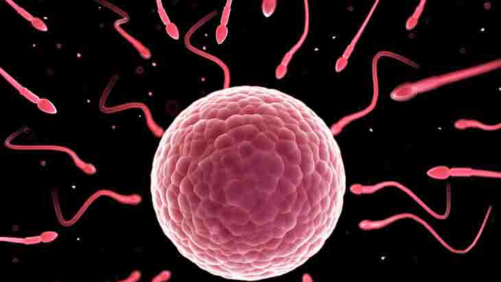 Tinh trùng có ảnh hưởng đến bào thai trong bụng