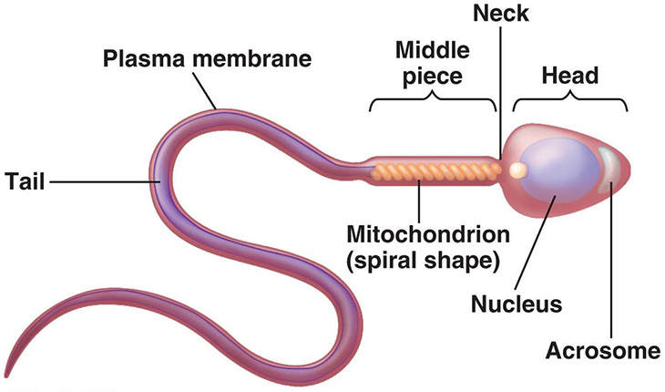 Acrosome là phần ở đầu tinh trùng giúp định hướng