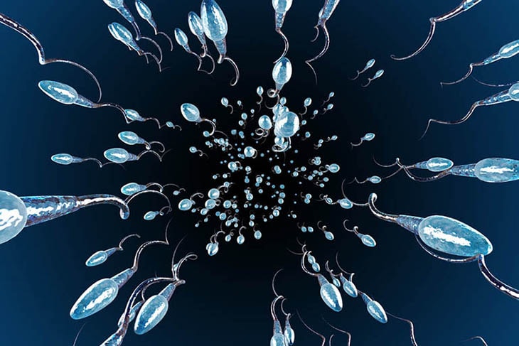 Tinh trùng có ảnh hưởng trực tiếp đến khả năng thụ thai, sinh sản