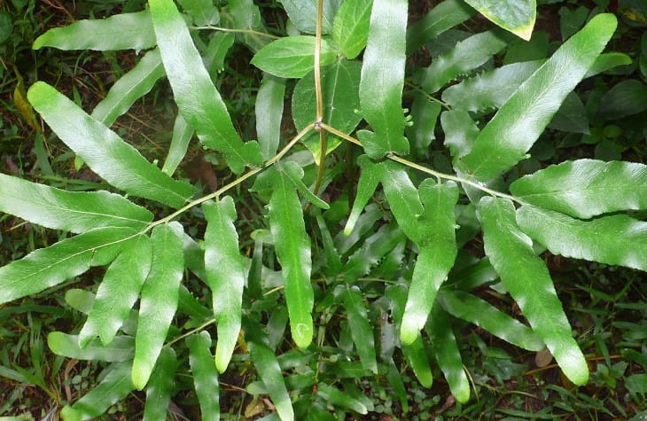 Lá cây hải kim xa, dân giàn thường gọi là bòng bong, lá chét