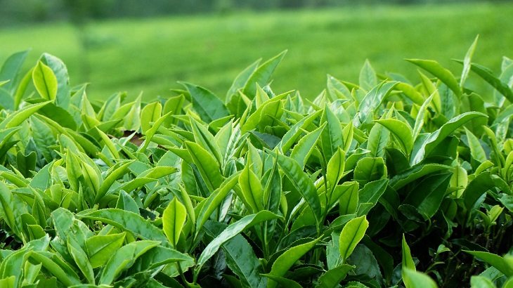 Lá trà xanh có đặc tính kháng viêm, kháng khuẩn