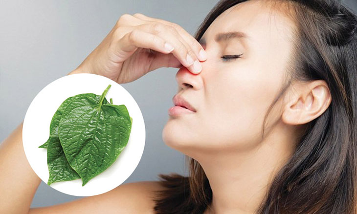 Chữa viêm mũi dị ứng bằng lá lốt có thực sự hiệu quả?