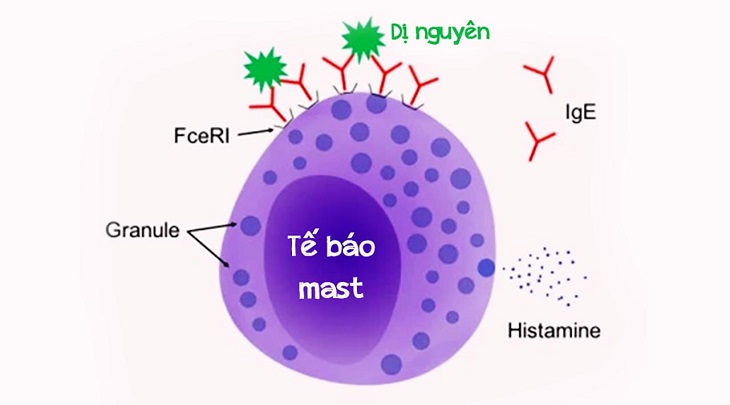 Mề đay cấp tính xảy ra do sự tăng sinh histamin tại tế bào mast