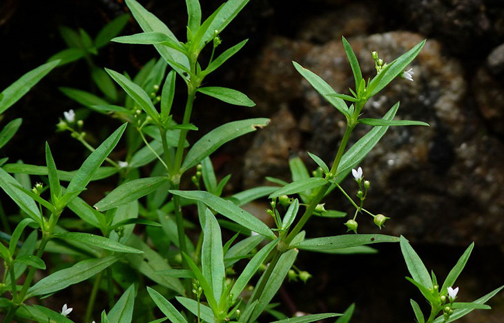 Hình ảnh cây bạch hoa xà thiệt thảo sinh trưởng trong tự nhiên