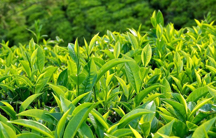 Lá trà xanh đem lại hiệu quả tốt trong việc trị viêm, ngứa, bong tróc 
