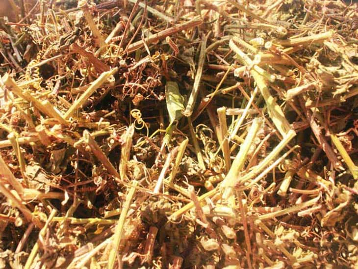 Sử dụng lạc tiên khô Vietfarm đảm bảo chất lượng và an toàn
