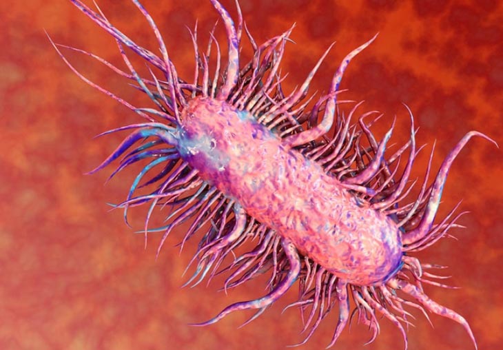 E.coli là một trong những vi khuẩn gây tiêu chảy ở người
