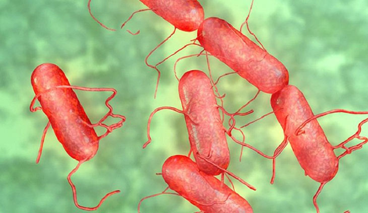 Trực khuẩn Salmonella có thể khu trú trên cơ thể người lành và gây bệnh
