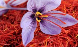 Nhụy hoa nghệ tây Ấn Độ có tốt không, giá bao nhiêu? Nên mua Saffron Ấn Độ hay Iran?