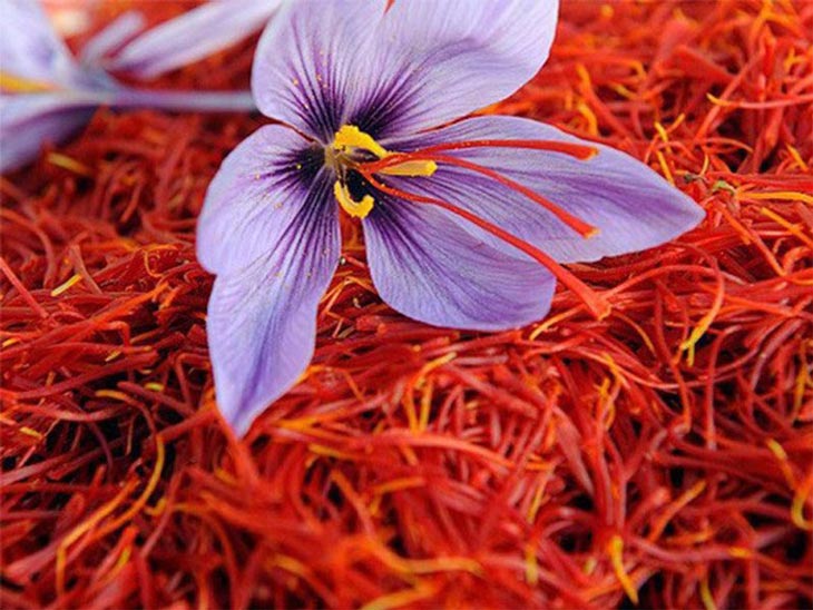 Saffron (nhuỵ hoa nghệ tây) - Phân loại, công dụng, cách dùng và giá bán chuẩn nhất