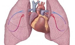 Cầu nối chủ phổi là gì? Những thông tin cần biết