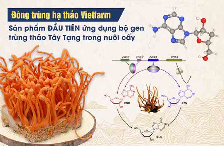 Việc ứng dụng bộ gen đông trùng hạ thảo Tây Tạng giúp tối ưu hàm lượng dược chất