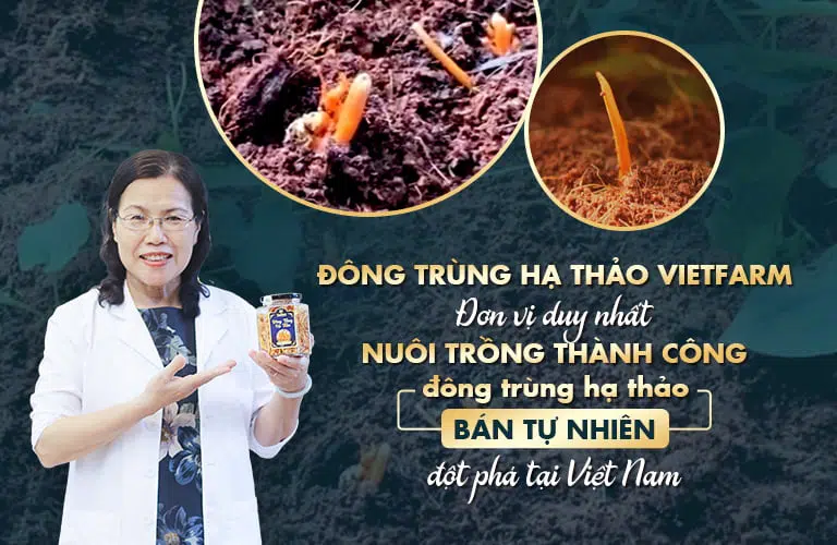 Đông trùng hạ thảo Vietfarm - Sản phẩm đầu tiên tại Việt Nam nuôi trồng bằng kỹ thuật bán tự nhiên