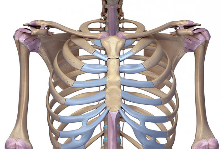 Thành ngực có khung xương cứng với xương ức ở phía trước, cột sống phía sau