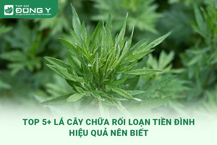 la-cay-chua-roi-loan-tien-dinh