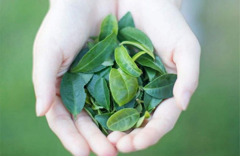 Trong lá chè xanh chứa hoạt chất flavonoid, tanin có tác dụng chống viêm và ngăn ngừa nhiễm trùng da