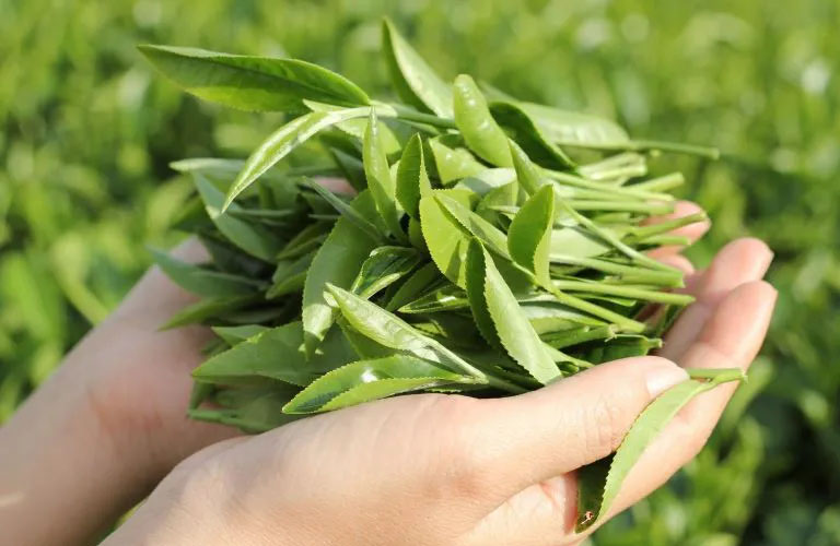 Lá trà xanh có hiệu quả tốt trong việc chữa bệnh á sừng ở tay