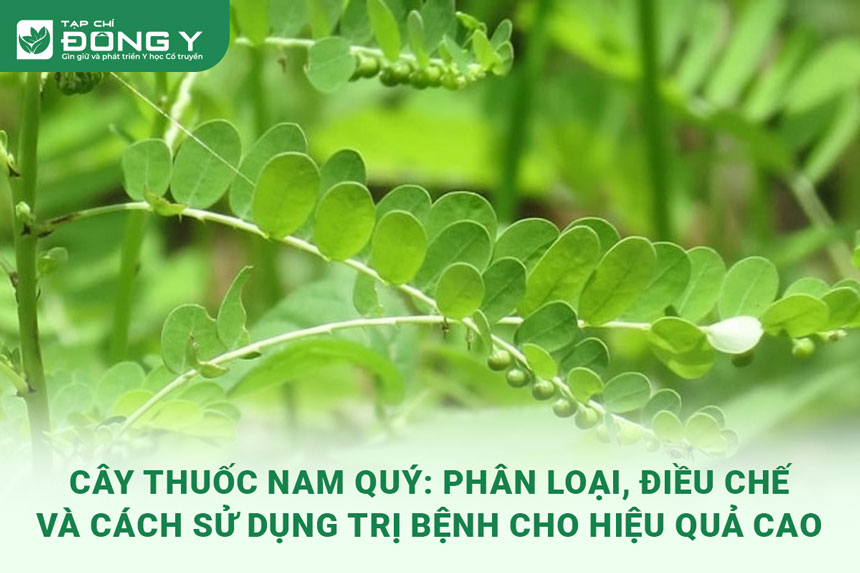 cay-thuoc-nam-quy
