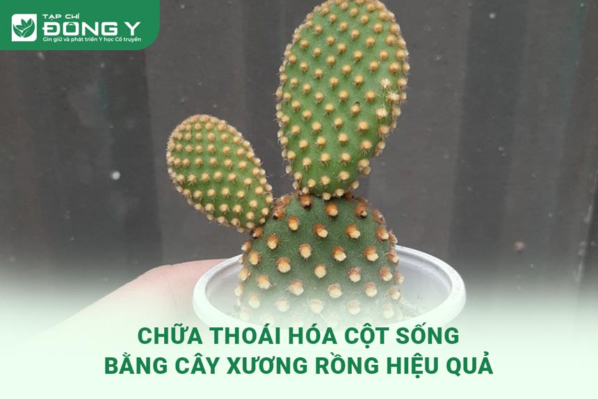 chua-thoai-hoa-cot-song-bang-cay-xuong-rong