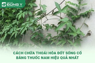 chua-thoai-hoa-dot-song-co-bang-thuoc-nam