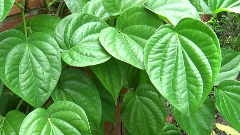 Trong lá trầu không thường có chứa đặc tính chống ngứa, sát trùng và tiêu viêm