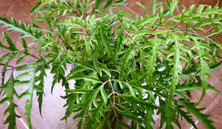 Lá đinh lăng là một trong những loại lá cây chữa rối loạn tiền đình rất tốt