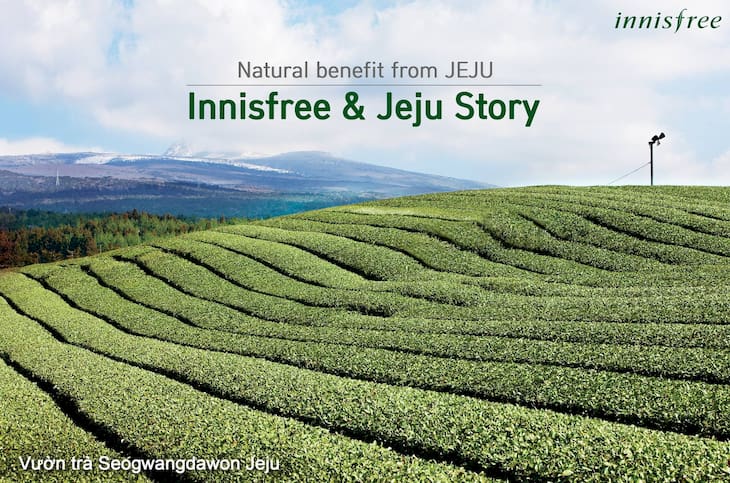 Trà xanh đảo Jeju - Nguồn nguyên liệu nổi bật của Innisfree