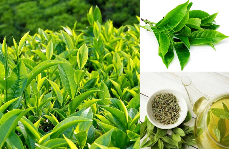 Lá trà xanh chứa hàm lượng chất chống oxy hóa cao, giúp phục hồi tổn thương da